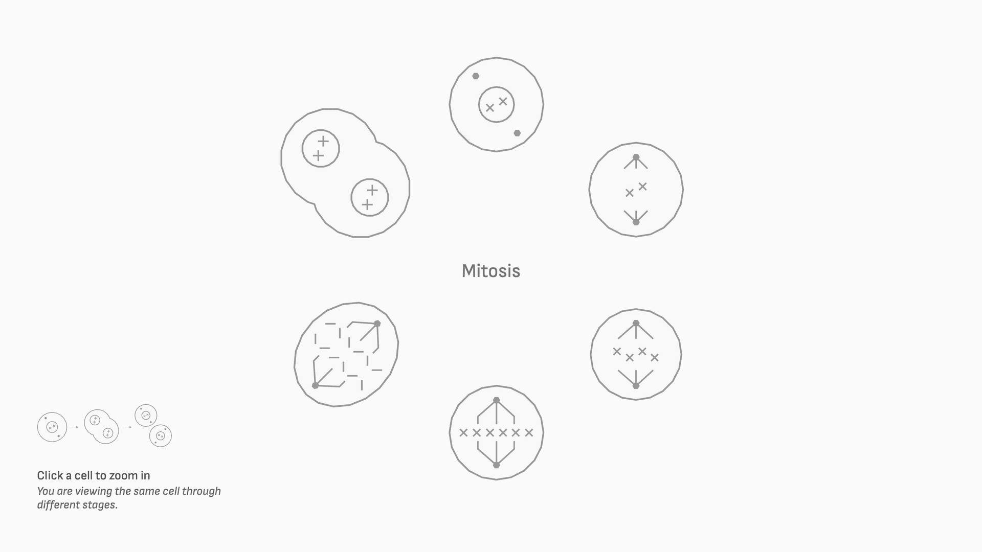 Mitosis, the interactive display
