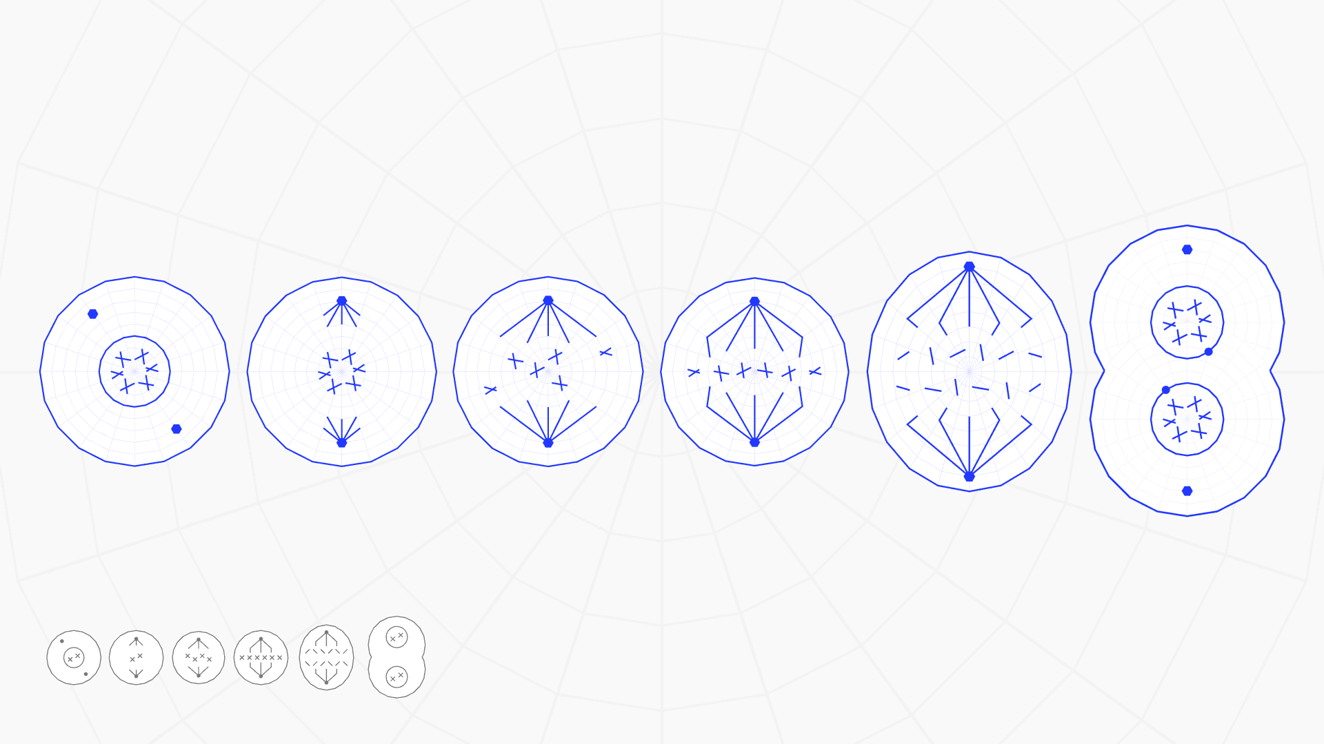 the six stages of mitosis drawn side by side, with the six navigation marks below